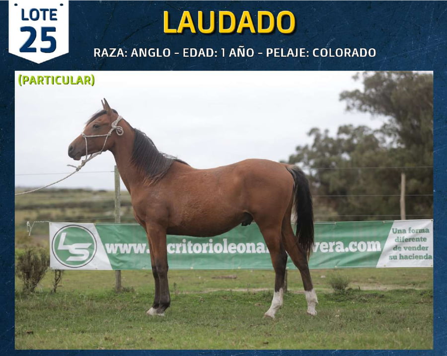 Lote LAUDADO