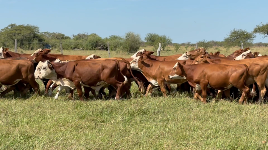 Lote 115 Terneros