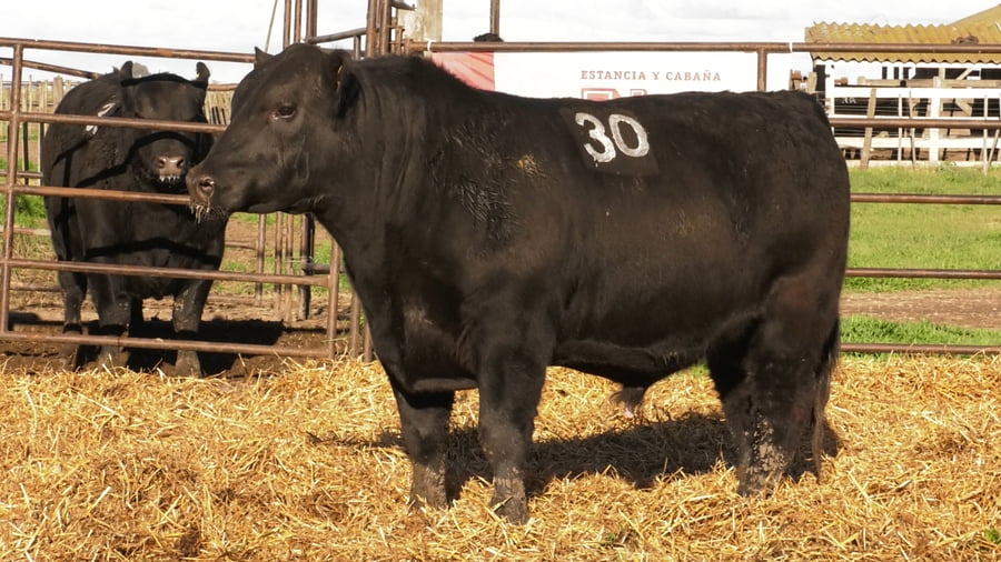 Lote TOROS ANGUS NEGROS PC