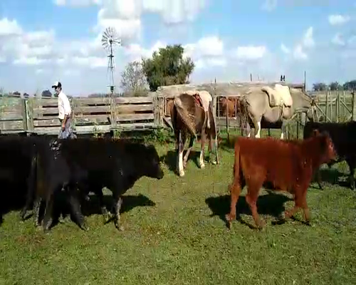 Lote 34 Terneros/as  en San Andrés de Giles, Buenos Aires