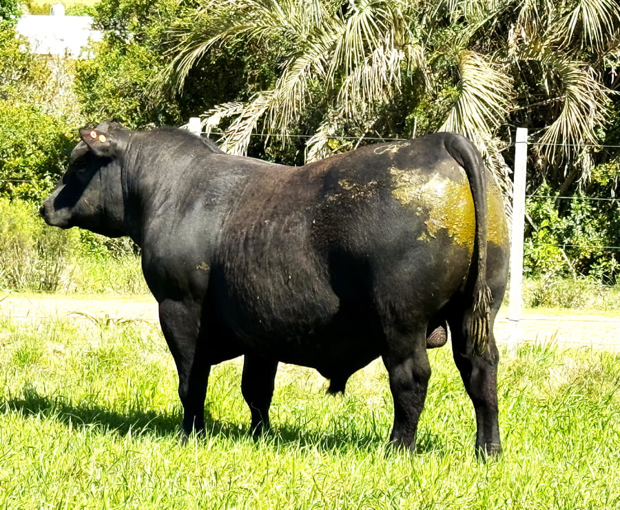 Lote Toros a remate en 4º Remate Don Nestor, Rocha