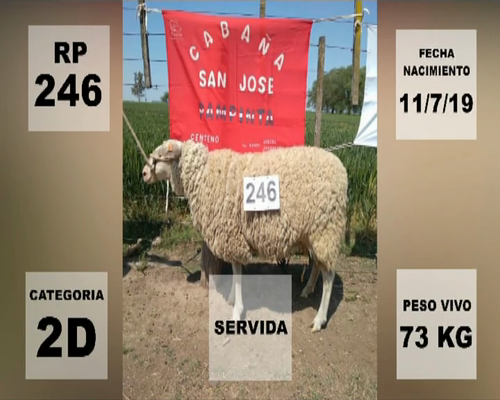 Lote LOTE 5 - 1 HEMBRA PAMPINTA RP 246