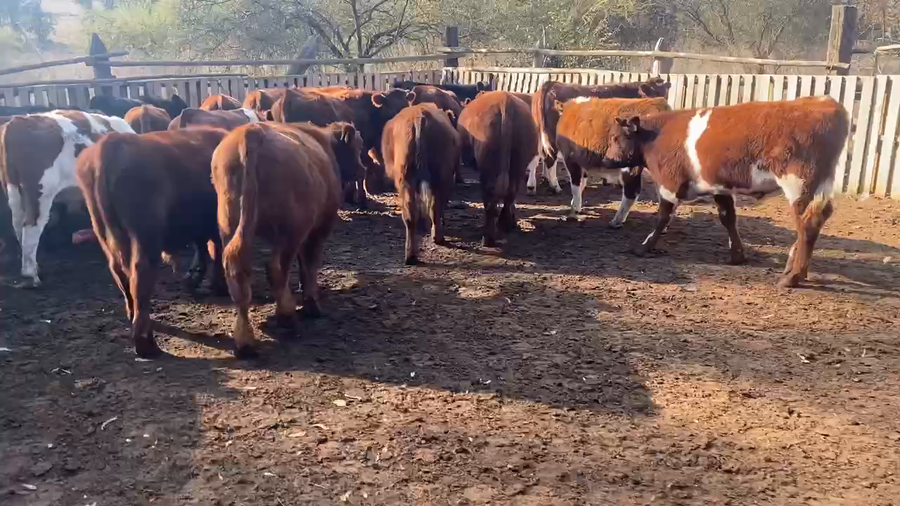 Lote 35 Ternero en Santo Domingo, V  Región Valparaíso