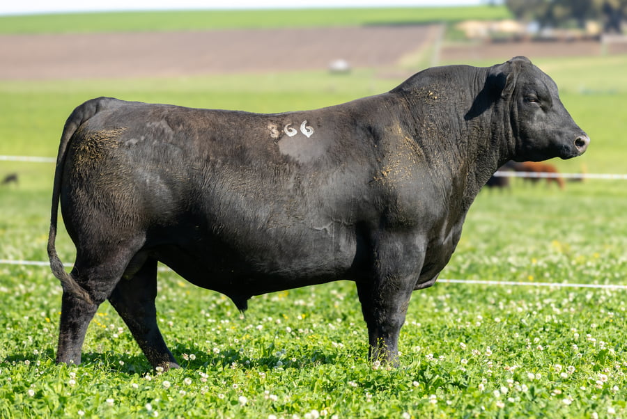 Lote Don Jose - 1 - Toros