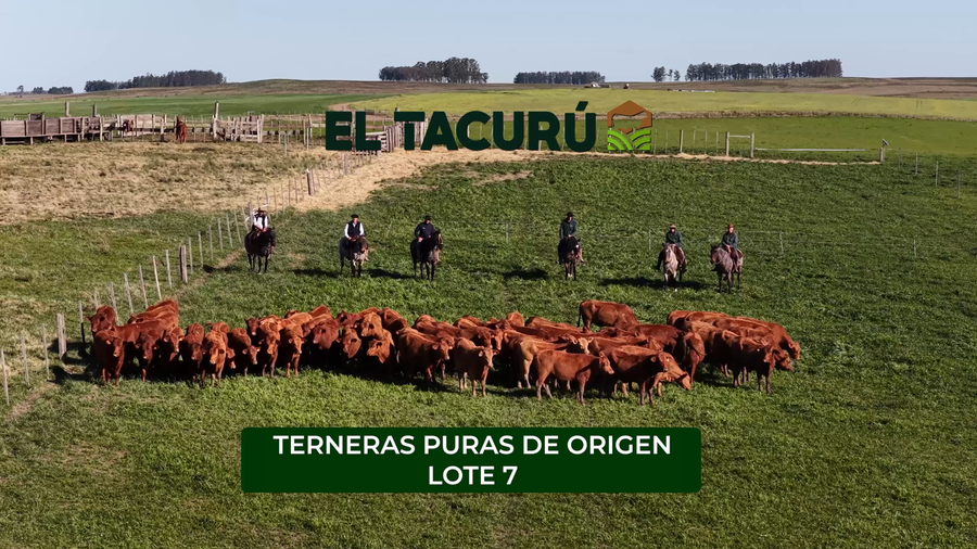 Lote El Tacurú