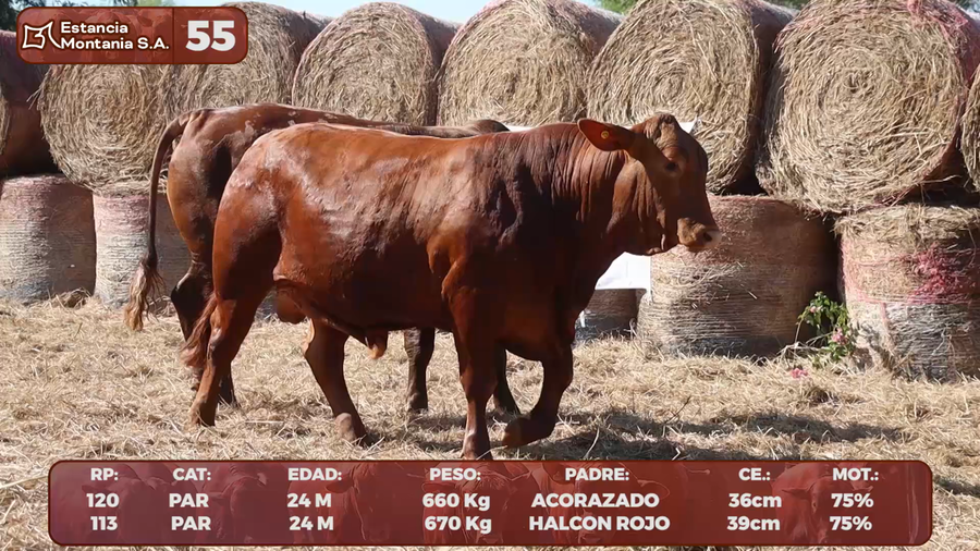 Lote LOTE 55
