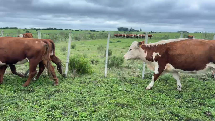 Lote VACAS DE INVERNADA