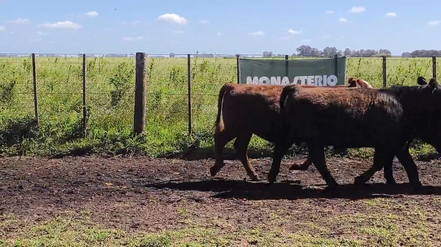 Lote 26 Novillitos y vaquillonas en Buenos Aires, Olavarría