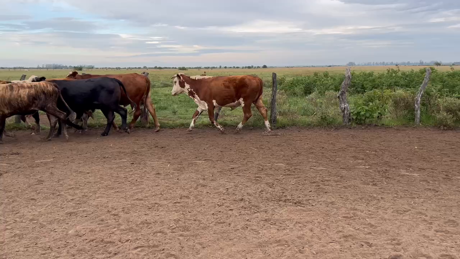 Lote 60 Novillos en Corrientes, Bella Vista