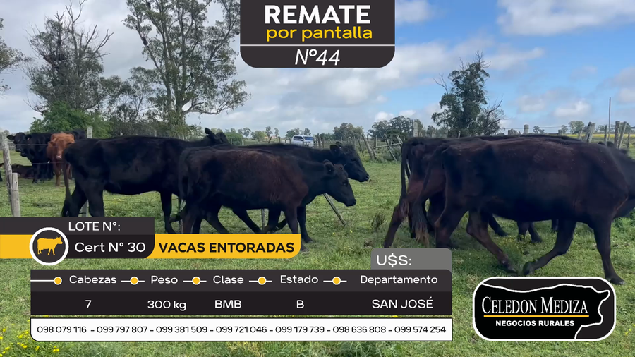 Lote 7 Vaquillonas/Vacas Entoradas en Otra Localidad, San José