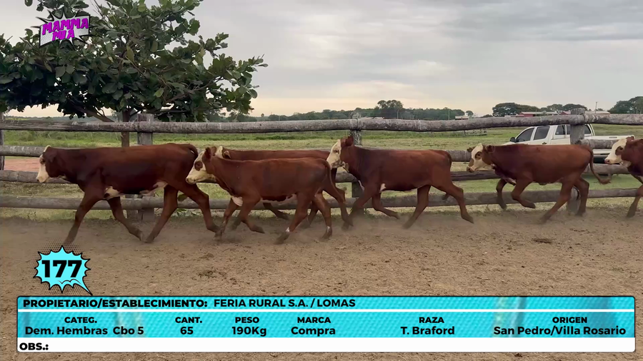 Lote LOTE 177