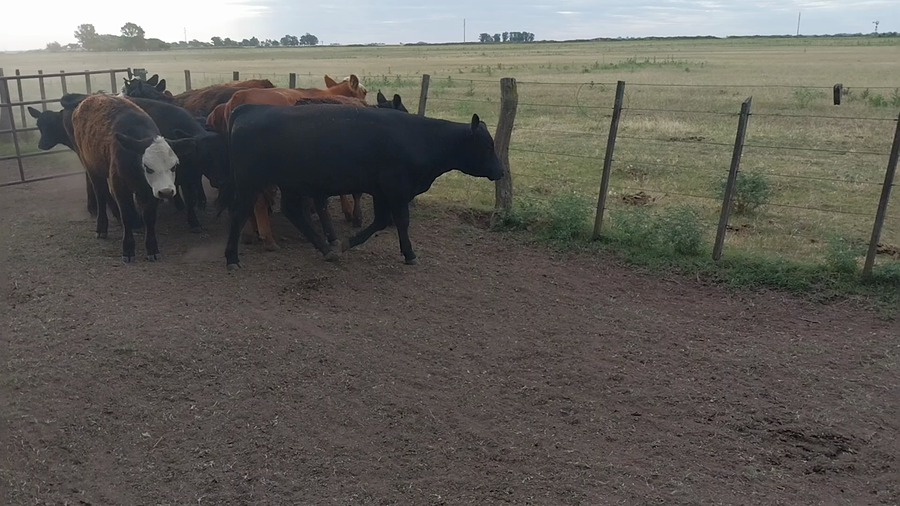 Lote 13 Terneros/as en arboledas, Buenos Aires