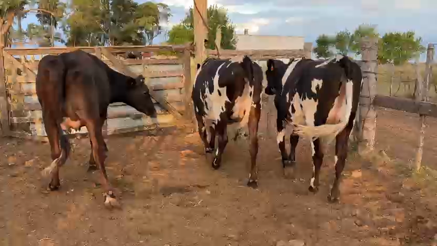 Lote 3 Vaca a remate en Pantalla Camy, San José