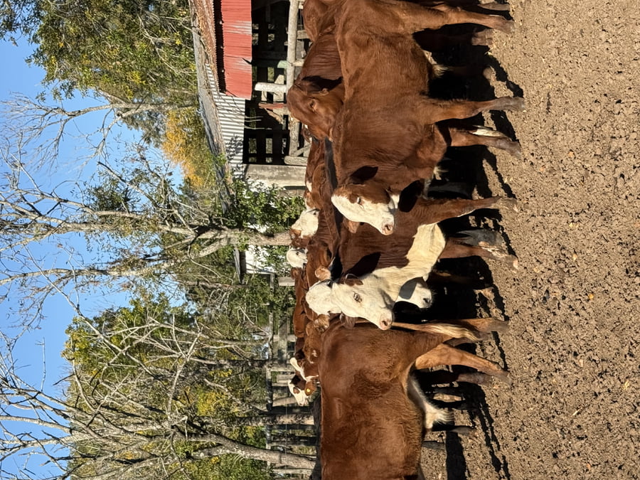 Lote 53 Terneros/as