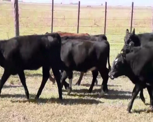 Lote 70 TERNS. HEMBRAS, EN AYACUCHO, PCIA. DE BS. AS.