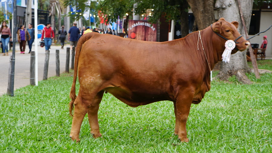 Lote Brangus a Bozal Expo 2022 RP 3129 - Lote 5
