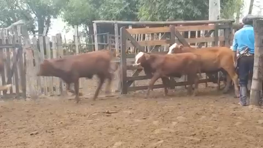 Lote 95 Terneros en Ituzaingó, Corrientes