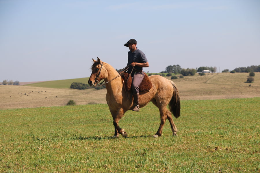 Lote ALMENDRA DEL CONVENTOS