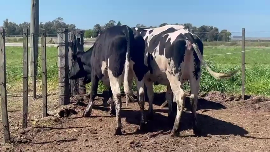 Lote 3 Vaquillonas  a remate en Pantalla Camy 470kg - , San José