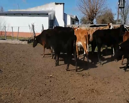 Lote 45 Vacas de invernar en Federal, Entre Ríos