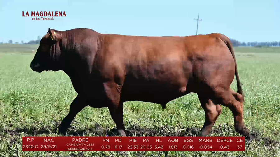 Lote Toros a remate en La Magdalena y San Carlos, Artigas