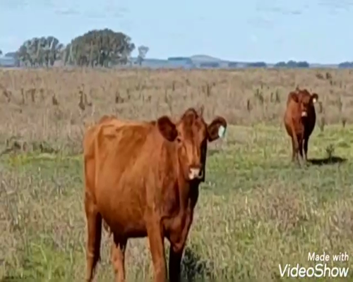 Lote 70 Terneros/as en Benito Juárez, Buenos Aires