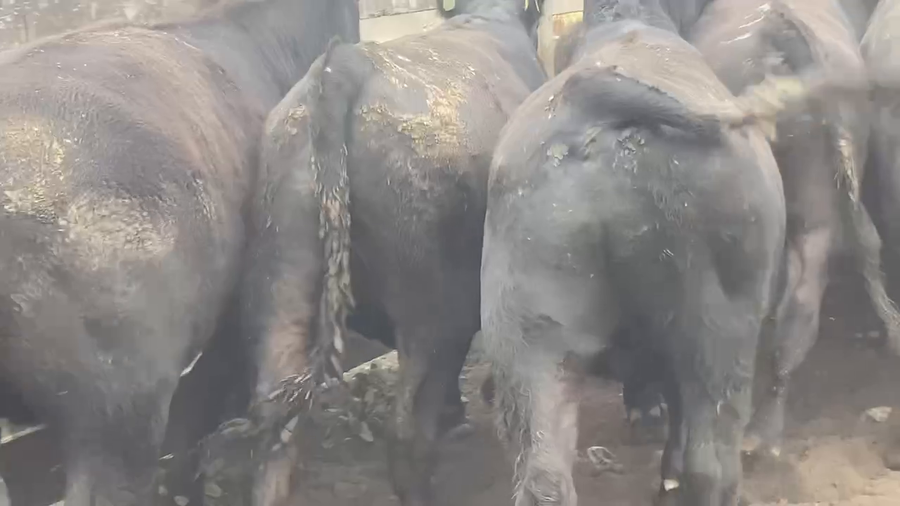 Lote 28 Novillo Gordo en Río Bueno, XIV Región Los Ríos