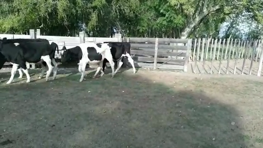 Lote NOVILLOS HOLANDO