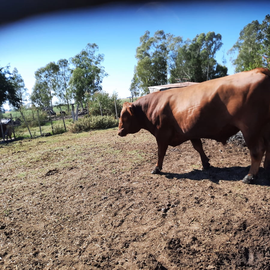 Lote Toros Angus Buen Origen