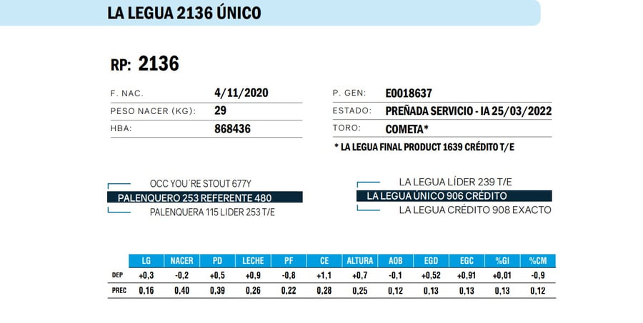 Lote VAQUILLONAS ANGUS  PP