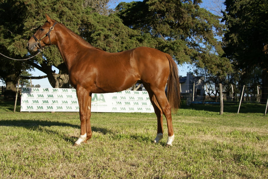Lote PATRON Q