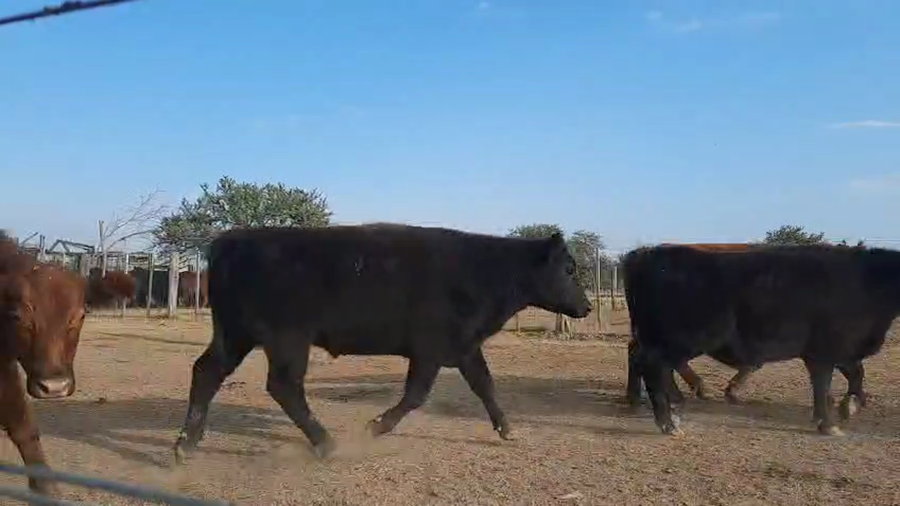 Lote 110 Novillos en Entre Ríos, Victoria