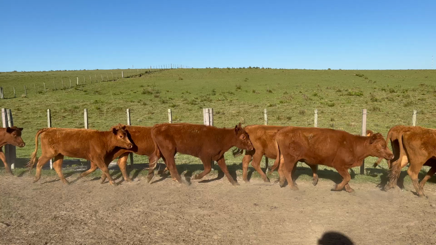 Lote 166 Vaquillonas 1 a 2 años en Cuchilla del Ombú, Tacuarembó