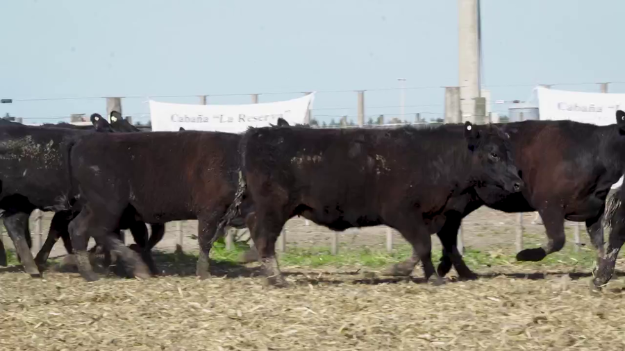 Lote Vaquillonas MAS