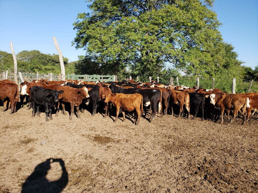 Lote 95 Terneros/as en Riachuelo, Corrientes