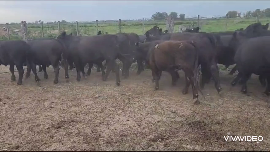 Lote 50 Novillitos en Brandsen, Buenos Aires