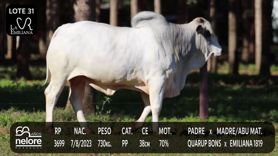 Lote LOTE 31