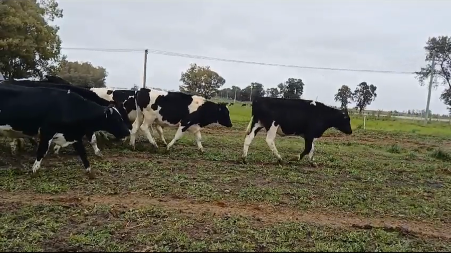 Lote (Vendido)20 Novillos Holando HOLANDO a remate en #37 Pantalla Carmelo 330kg -  en LA CASILLA