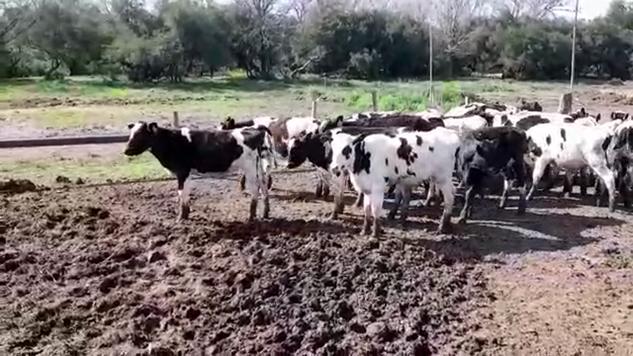 Lote (Vendido)20 Terneros HOLANDO a remate en PANTALLA FEDERICO GARLAND 130kg - , San José