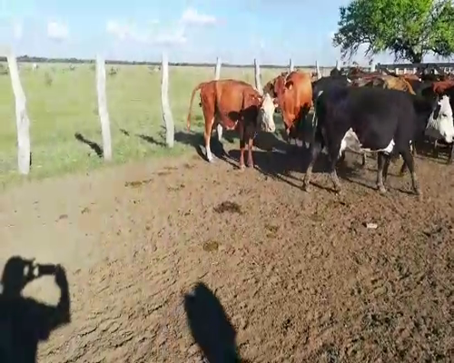 Lote 45 Vacas de invernar en Federal, Entre Ríos