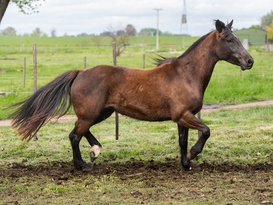Lote Medianoche Duquesa