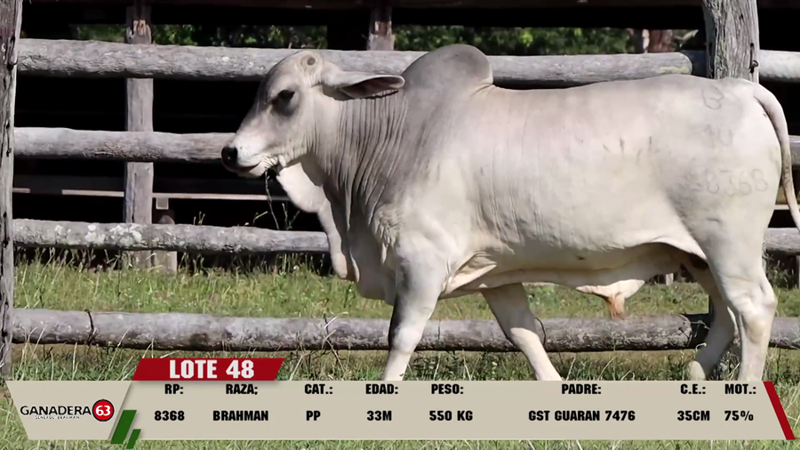 Lote LOTE 48