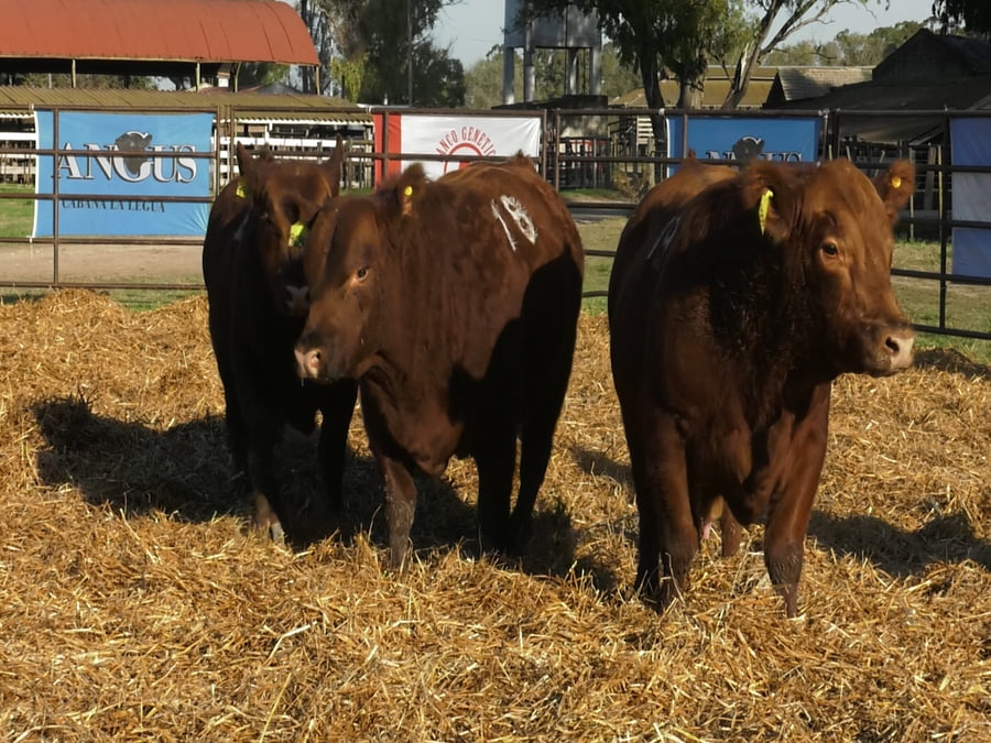 Lote TOROS ANGUS COLORADOS PC