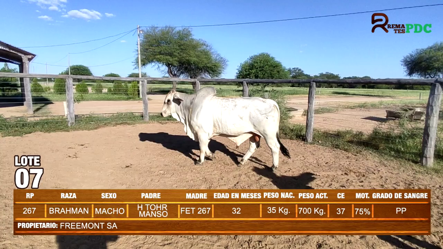 Lote TORO BRAHMAN - FREEMONT SA