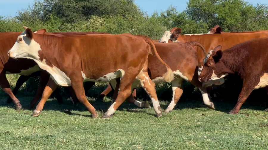 Lote 80 Vacas nuevas Preñadas en Corrientes, Curuzu Cuatia