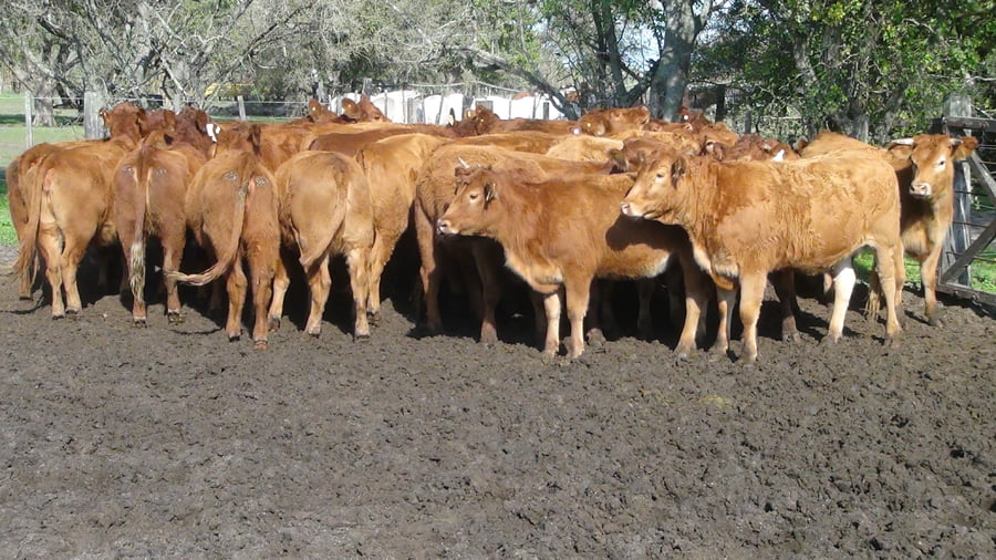 Lote SAENZ VALIENTE, BULLRICH Y Cia. S.A.