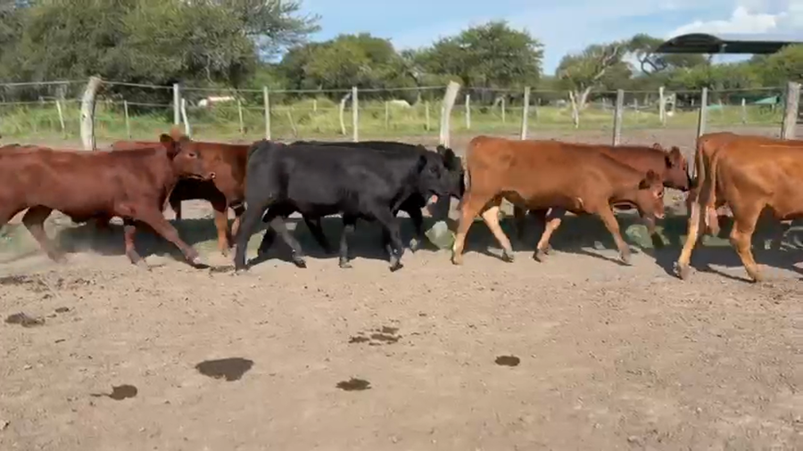 Lote 60 Terneros en Entre Ríos, Federal
