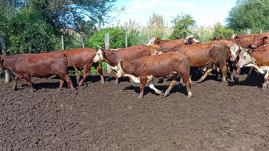 Lote 45 Novillos y Novillitos Cruzas en Las Palmeras, Santa Fe