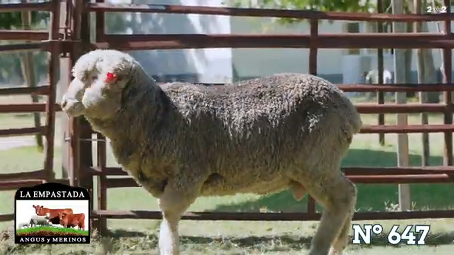 Lote Merino Australiano