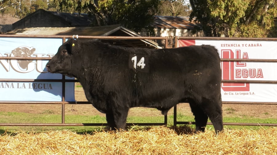 Lote TOROS ANGUS NEGROS PC